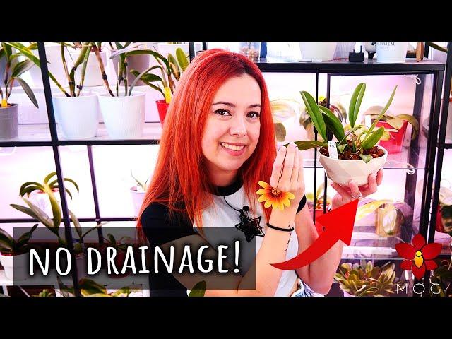 Growing Orchids in Pots without Drainage! How to, tips, best practices & more!