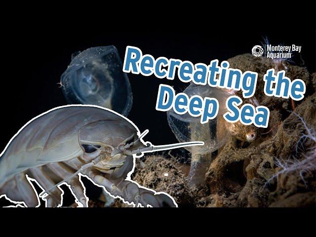 Recreating the Deep Sea | Monterey Bay Aquarium's Into the Deep