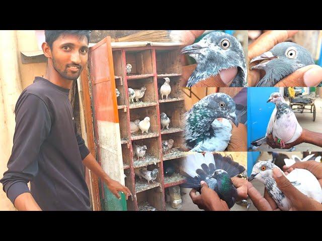 Purani Nasl Ke Desi High Flyer Kabootaro Ka Shauk  || एक से बढ़कर एक कबूतर️ || High Flying Pigeons