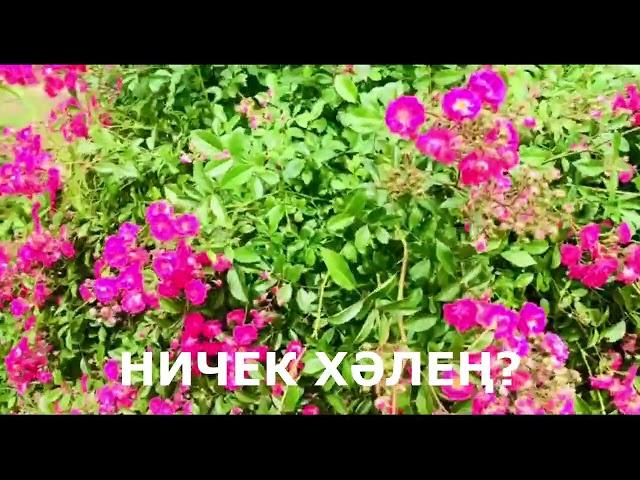 "ХӘЛЕҢ НИЧЕК?" НУРСИЛЬ ШАЙМАРДАНОВ МАТУР ШИГЫРЬ! SHORTS  ХӘЕРЛЕ КӨННӘР, ДУСКАЕМ! ДОБРЫЙ ДЕНЬ!