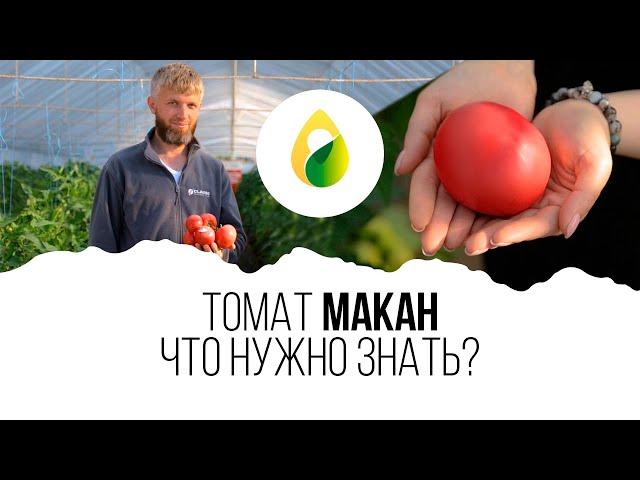 Томат МАКАН ЧТО НУЖНО ЗНАТЬ?