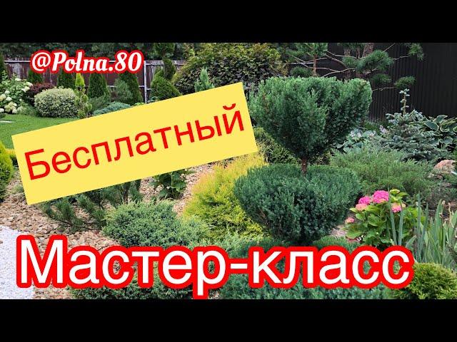 БЕСПЛАТНЫЙМАСТЕР-КЛАСС... Стрижка ХВОЙНЫХ форма РЮМОЧКА