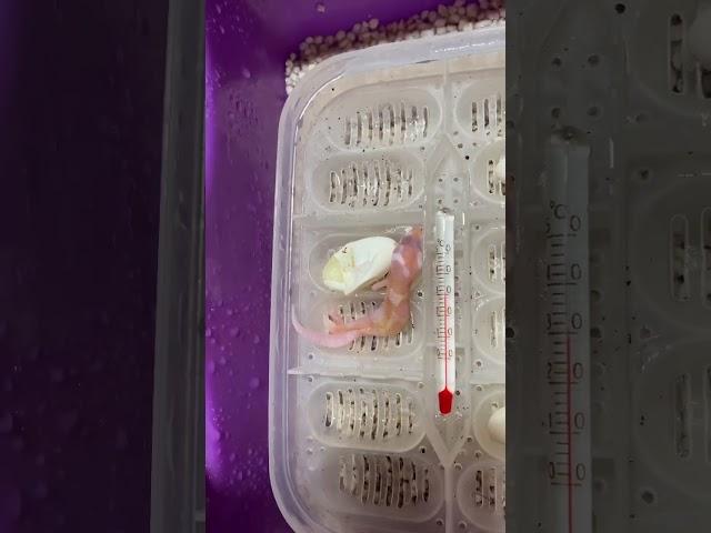 NEWLY HATCH baby leopard gecko #trending #geckos #leopardgecko #shorts