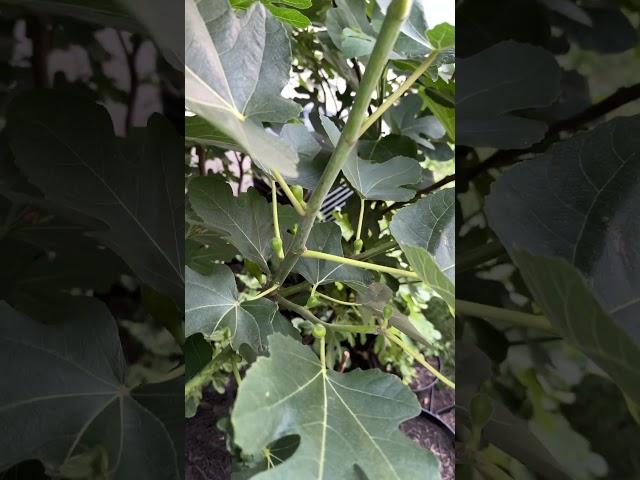 Terrace Garden in June - Figs! Breba and Main Crop Figlets #gardening #figs #herbs #dirtlockers