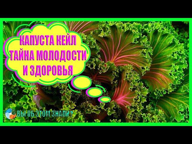 Капуста кейл — тайна молодости и здоровья