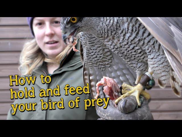 Falconry Basics | How to handle and feed your bird of prey