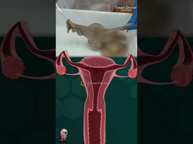 Reality vs. Fantasy: The Uterus Showdown ️‍️