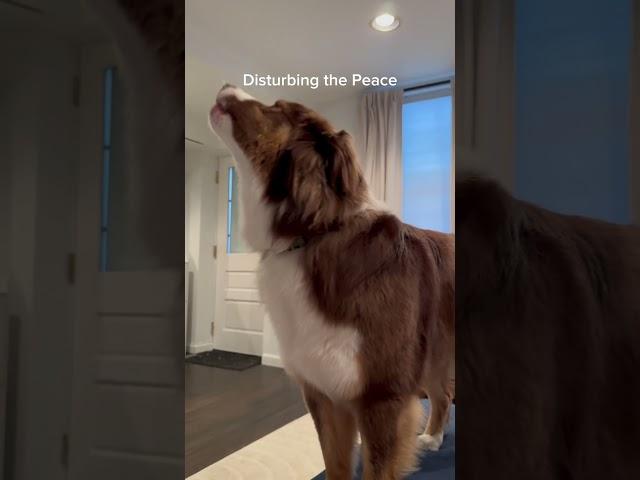 Straight to jail  #australianshepherd #aussieshepherdfeatures #aussiepuppy #dog #puppy