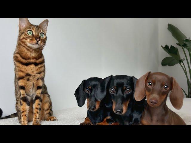 Mimi’s Family Diary- Bengal Cat & 3 Mini Dachshunds.