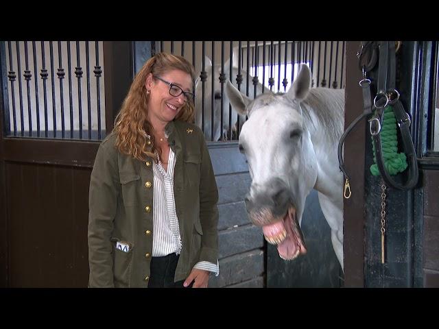 How the Lipizzan Stallions Learn to Dance Dressage