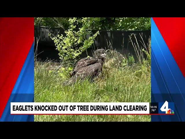 Eaglets knocked out of tree during land clearing