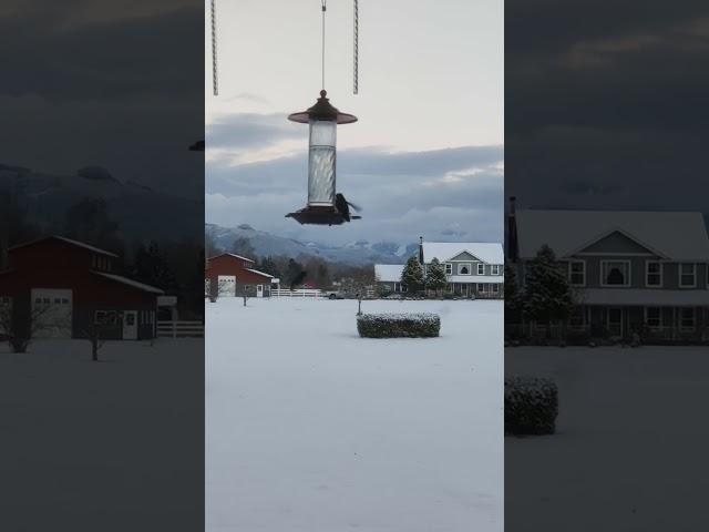 Hummingbirds feeding