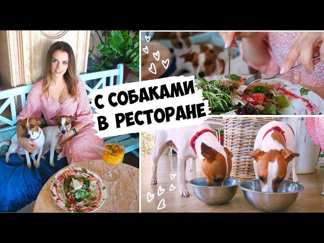 Иду с собаками в изысканный ресторан