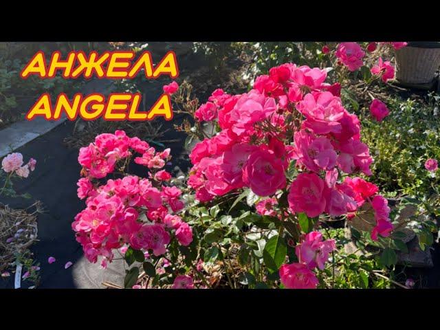 Роза Angela,(АНГЕЛА,АНЖЕЛА)Kordes, 1984Флорибунда (08.09.24)ПЕРВОГОДКА