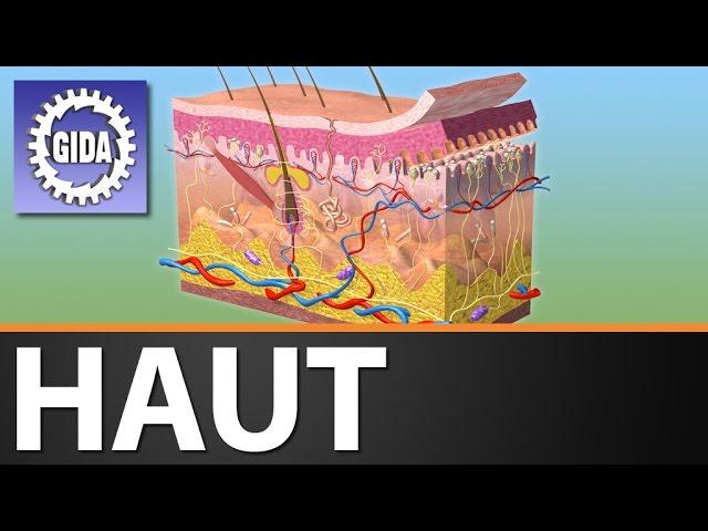 Trailer - Haut - Biologie - Schulfilm