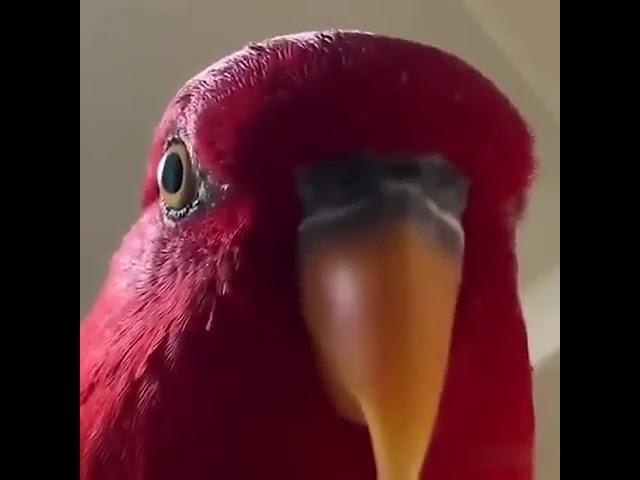 красный попугай смеётся мем