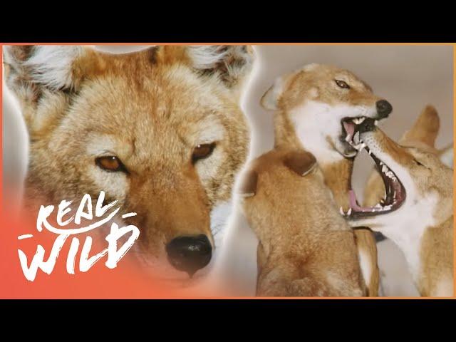 Wolf Separated From Pack & Forced To Fend For Itself | Megeti: Africa's Lost Wolf | Real Wild