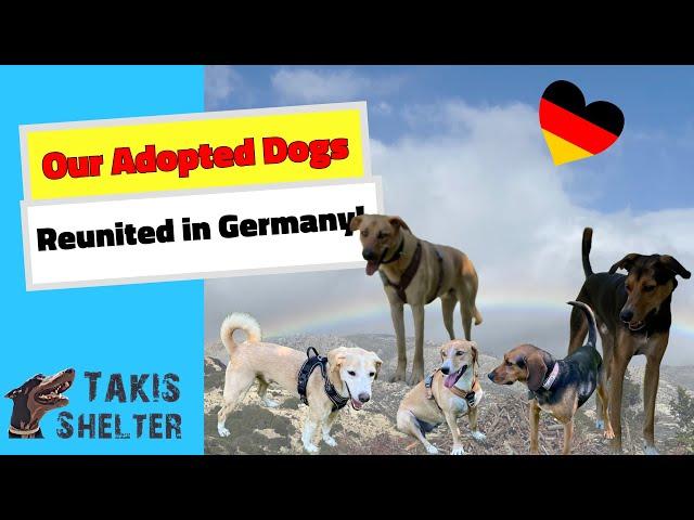 Our Adopted Dogs Reunited in Germany! - Takis Shelter