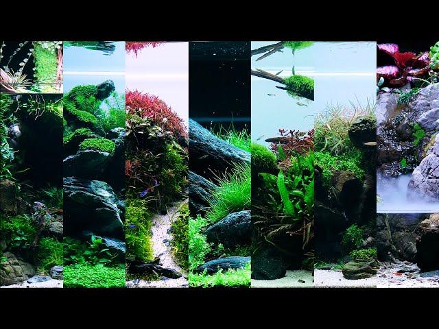 Green Aqua Planted Tank SHOWROOM TOUR | 2021