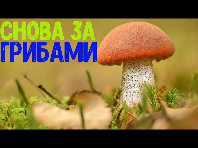 Снова за грибами.У нас грибная лихорадка