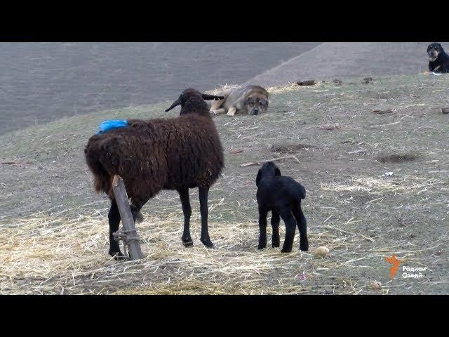 Гӯшти гусфанд камчину гарон хоҳад шуд?