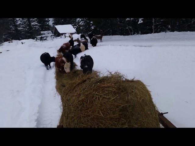 Feeding cattle with the new hay unroller.