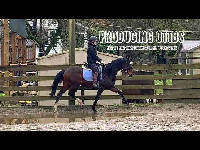 how i work with my young OTTBs| TB training series # 2