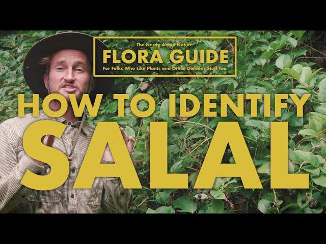 Salal - How to Identify It!  || Nerdy About Nature Flora Guide