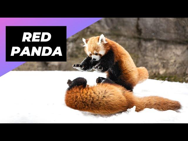 Red Panda  One Of The Cutest And Rarest Animals In The Wild #shorts