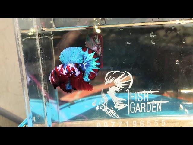 Top Grade Galaxy Betta Fish