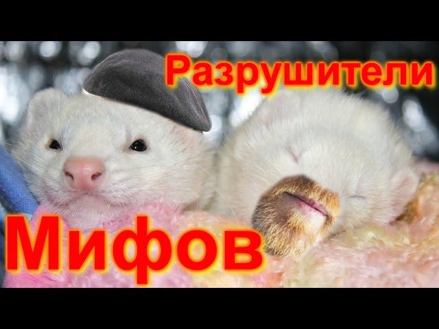 Хорьки - Мифы