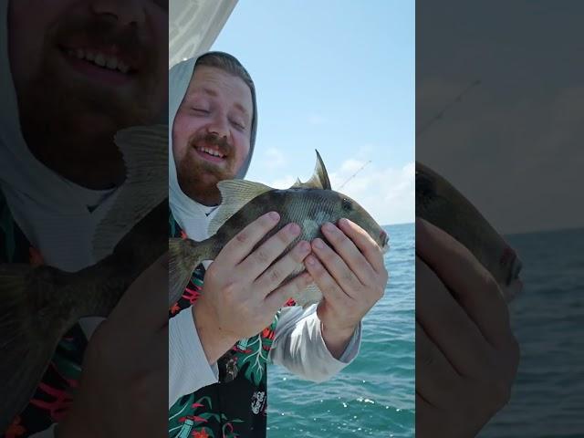 Triggerfish are always a crowd-pleaser. So cool how their dorsal fin works like that! 