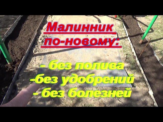 89. Идеальный малинник в траншеях - без полива и удобрений!