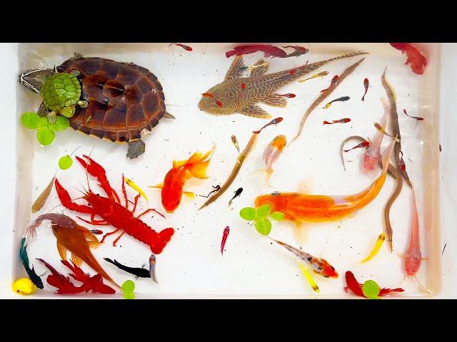 Catch Tiny Ornamental Frogs With Fancy Colors, Angel Fish, Betta Fish, Koi Fish, Aquarium Fish