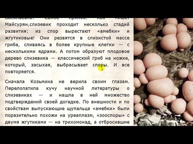 Лидия Козьмина - Нас есть гриб слизевик (микоплазма, уреоплазма, хламидия)