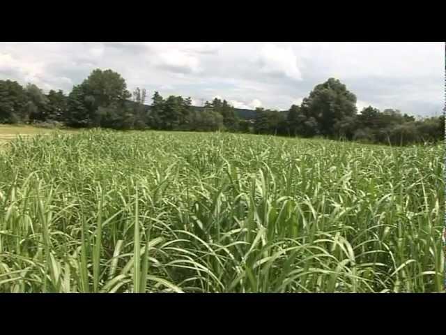 Miscanthus Gersprenztal