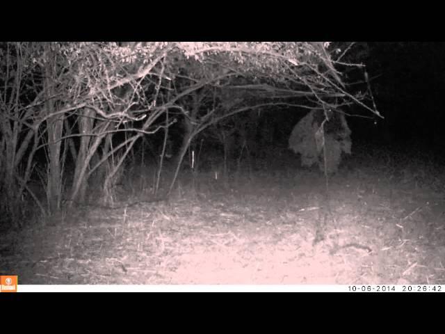 GIRL GHOST AND BEAST CAUGHT ON NIGHT CAMERA,  WINTERS HAUNTED FOREST