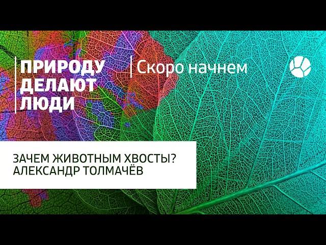 Зачем животным хвосты? Рассказывает Александр Толмачёв