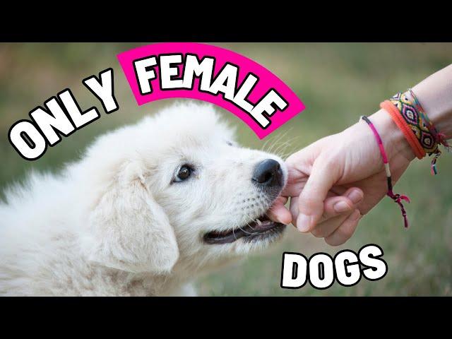 8 Super Weird Things ONLY FEMALE DOGS Do For Their Owner