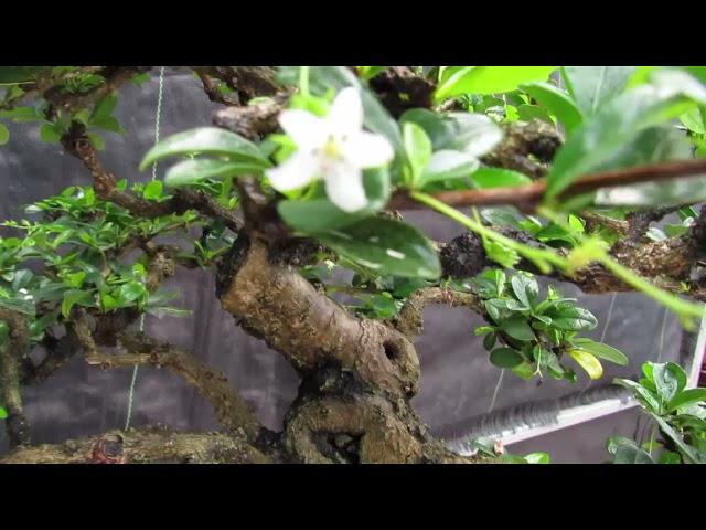 68 Year Old Flowering Fukien Tea Curved Trunk Specimen Bonsai Tree