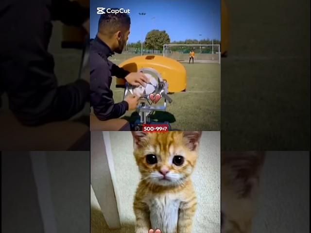 Meme Aura level... ||Ohio cat reaction #popular #cat #memes #shorts #cute