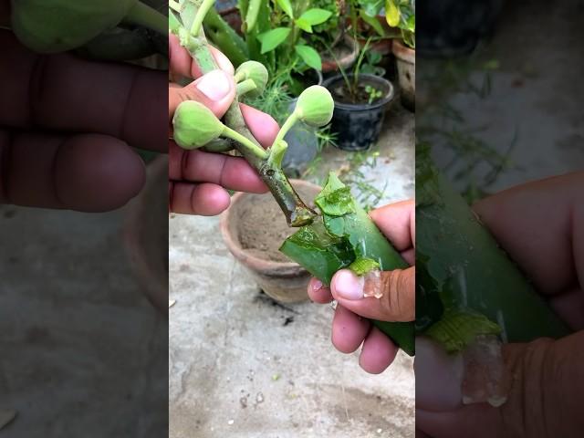 Growing fig from cuttings#shorts #youtubeshorts