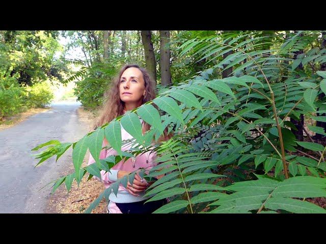 Независимость (стихи читает Алла Сигарёва)