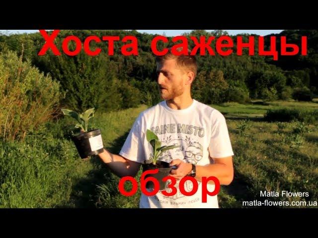 Хоста саженцы в контейнерах, обзор