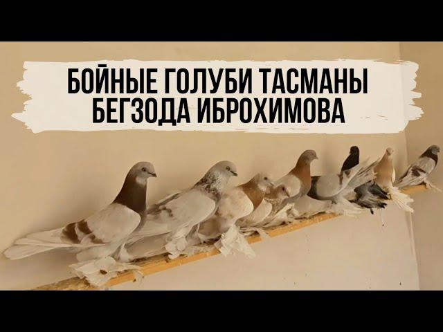 Бойные столбовые, винтовые голуби Тасманы Бегзода Иброхимова, Узбекистан, Ташкент, Алмалык. Pigeons.