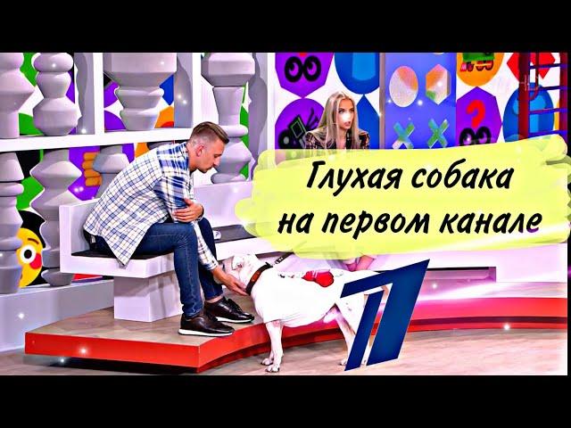 Глухая собака на первом канале | Стаффорд Рокки!