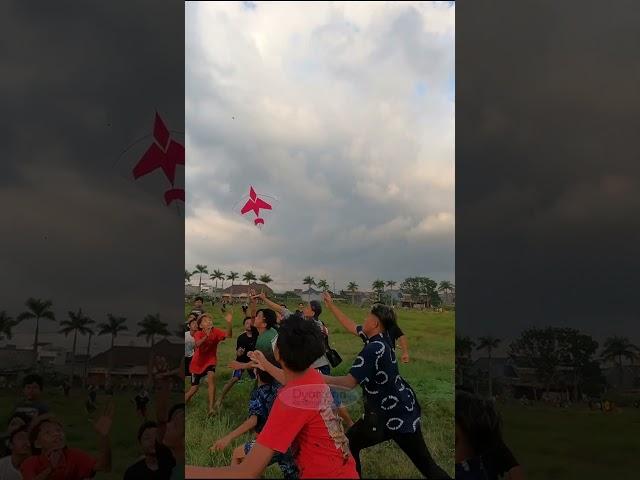 Rebutan layangan sampe jebol #Shorts