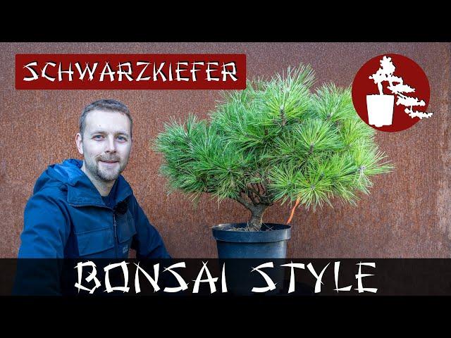 Erstgestaltung der Kiefer | Pinus nigra 'Pierrick Bregeon' | #039 Bonsai Style