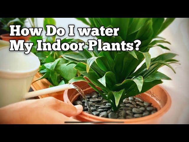 My Best Way to Water Indoor Plants (Houseplants Watering Routine)