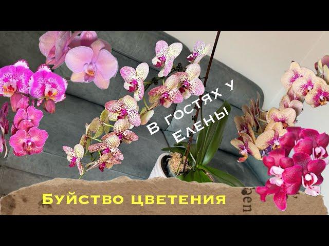 В гостях у Елены часть 1️⃣ Обзор, посадки и уход для пышного цветения орхидей #orchid